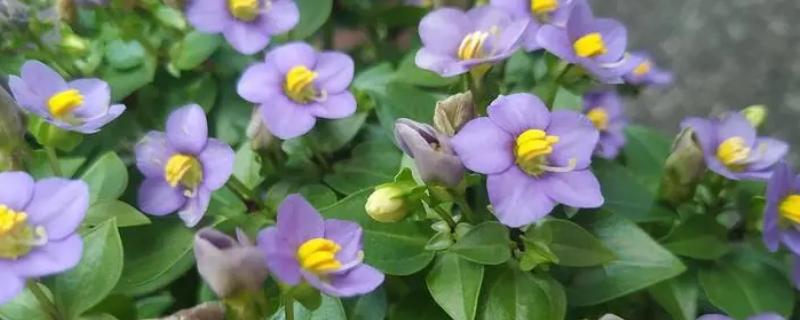 紫芳草的养殖方法