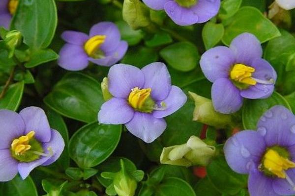 紫芳草的养殖方法,建议放在有充足漫射光的地方养殖