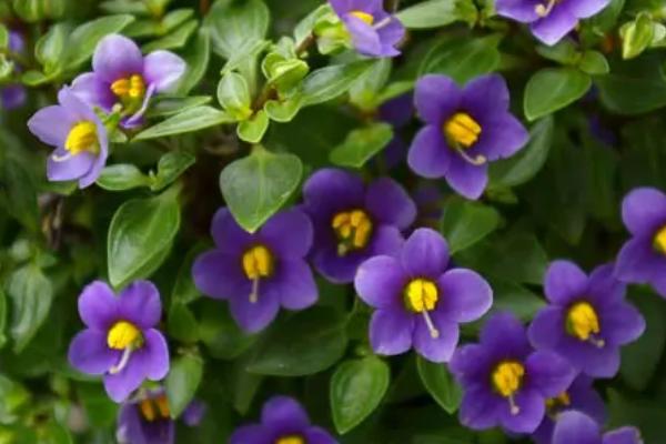 紫芳草的养殖方法,建议放在有充足漫射光的地方养殖