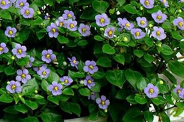 紫芳草的养殖方法,建议放在有充足漫射光的地方养殖