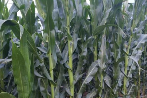 朝糯606玉米品种的特性,春播以3月上中旬播种育苗为宜