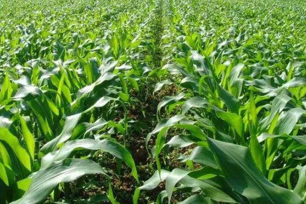 朝糯606玉米品种的特性,春播以3月上中旬播种育苗为宜