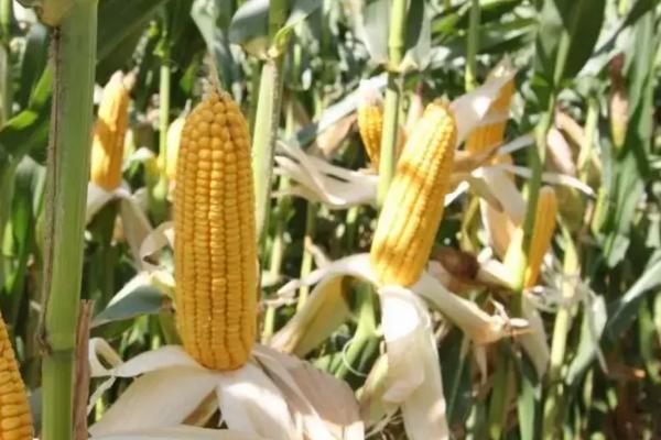 陵2012玉米种子特点，在区试3000株/亩密度下