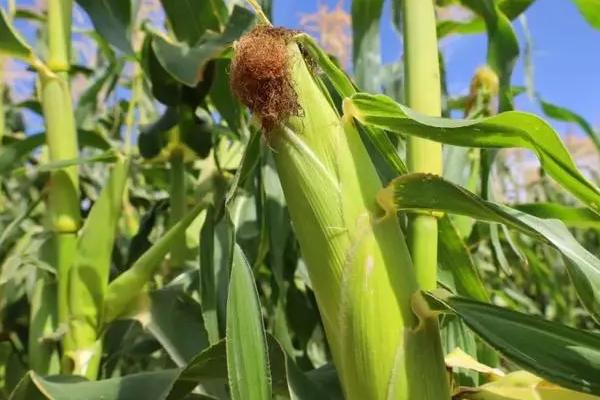 劲单308玉米品种的特性,在区试3000株/亩密度下