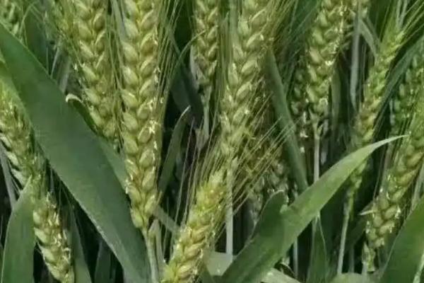 川麦802小麦种子简介，高抗条锈病