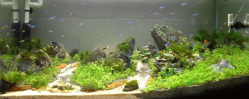 草缸有鱼粪如何处理