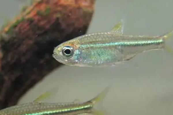 草缸有鱼粪如何处理，可适当减少饲养密度