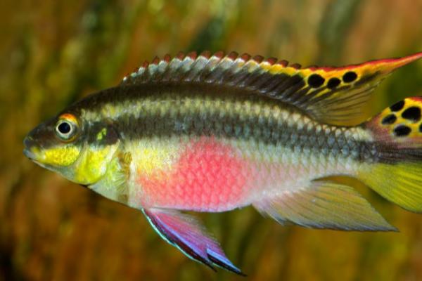 草缸有鱼粪如何处理，可适当减少饲养密度