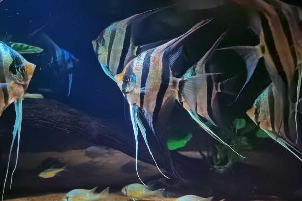 草缸有鱼粪如何处理，可适当减少饲养密度