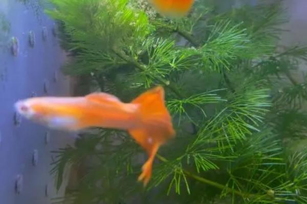 草缸有鱼粪如何处理，可适当减少饲养密度