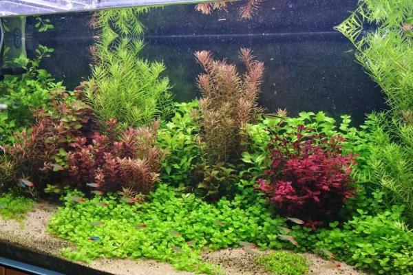 草缸有鱼粪如何处理，可适当减少饲养密度