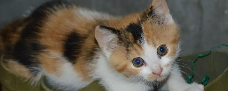 猫咪身上出现耳螨要如何治疗