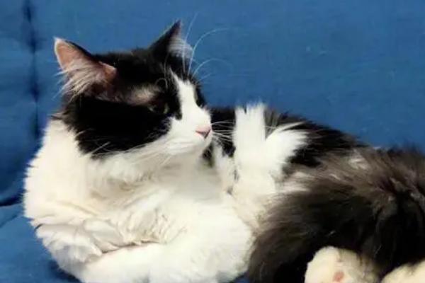 猫咪身上出现耳螨要如何治疗,洗净污垢之后再涂抹伊维菌素等药物