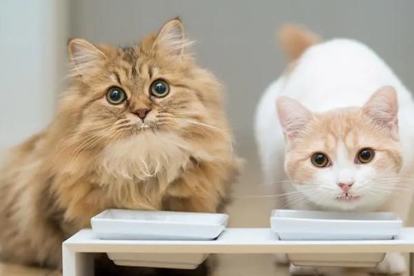 猫咪身上出现耳螨要如何治疗,洗净污垢之后再涂抹伊维菌素等药物