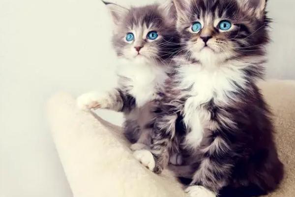 猫咪身上出现耳螨要如何治疗,洗净污垢之后再涂抹伊维菌素等药物