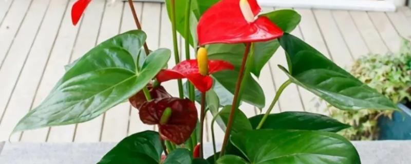 红掌的种植技术