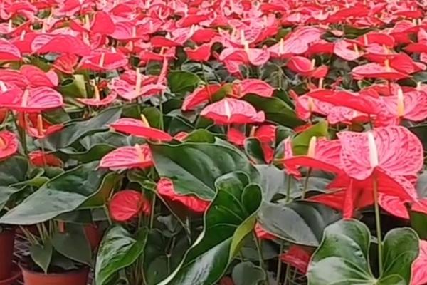 红掌的种植技术，土壤保持偏湿润状态