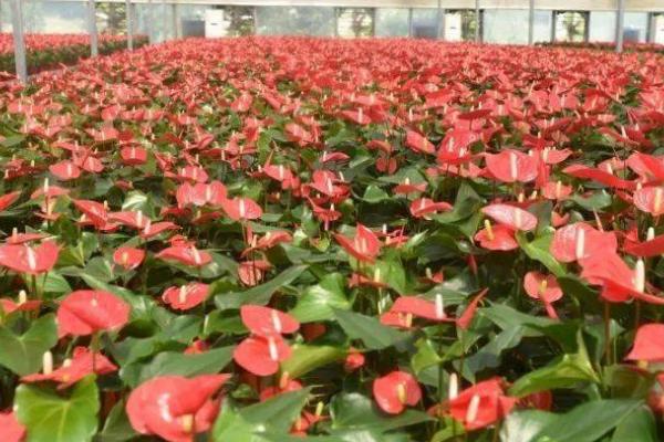 红掌的种植技术，土壤保持偏湿润状态