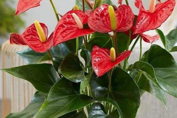 红掌的种植技术，土壤保持偏湿润状态