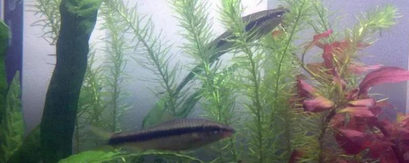 黑线飞狐的食物