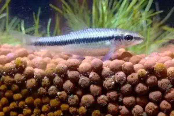 黑线飞狐的食物,喜欢吃藻类植物