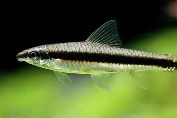 黑线飞狐的食物,喜欢吃藻类植物