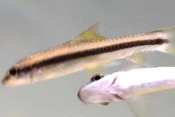 黑线飞狐的食物,喜欢吃藻类植物