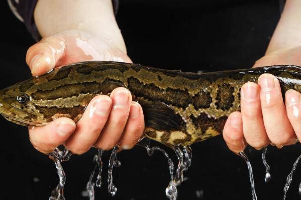 如何清理黑鱼表面的粘液,热水烫或撒上适量面粉