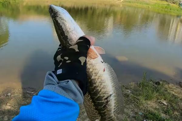 如何清理黑鱼表面的粘液,热水烫或撒上适量面粉