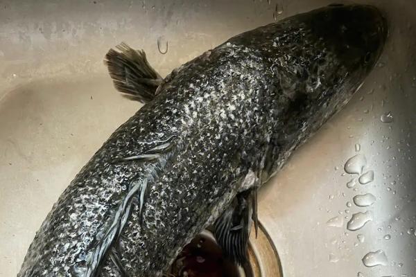如何清理黑鱼表面的粘液,热水烫或撒上适量面粉