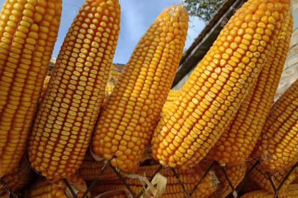 玉米种子4400粒有多少斤,大约有1.5-2.5斤左右