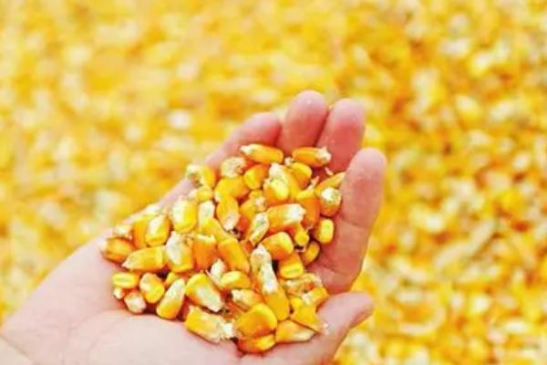 玉米种子4400粒有多少斤,大约有1.5-2.5斤左右