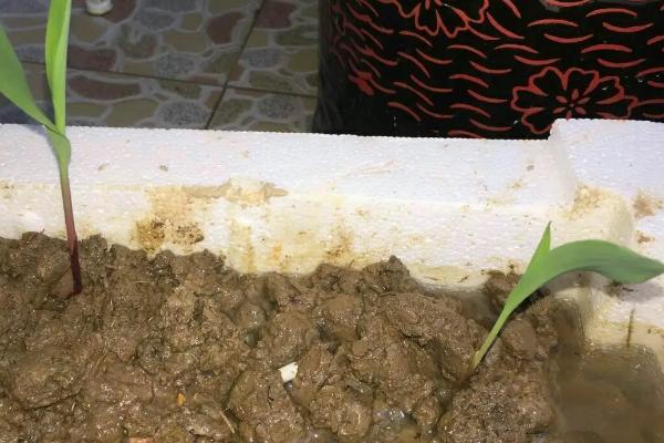 玉米种子4400粒有多少斤,大约有1.5-2.5斤左右