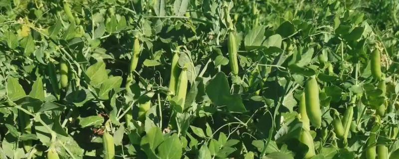 豌豆的生长期为几个月
