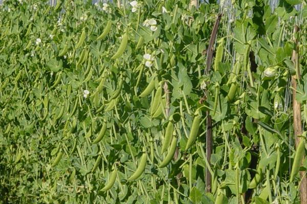 豌豆的生长期为几个月,不同品种的生长期不同