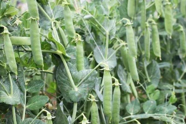 豌豆的生长期为几个月,不同品种的生长期不同