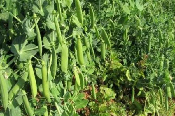 豌豆的生长期为几个月,不同品种的生长期不同