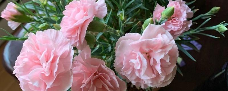 康乃馨的养殖注意事项