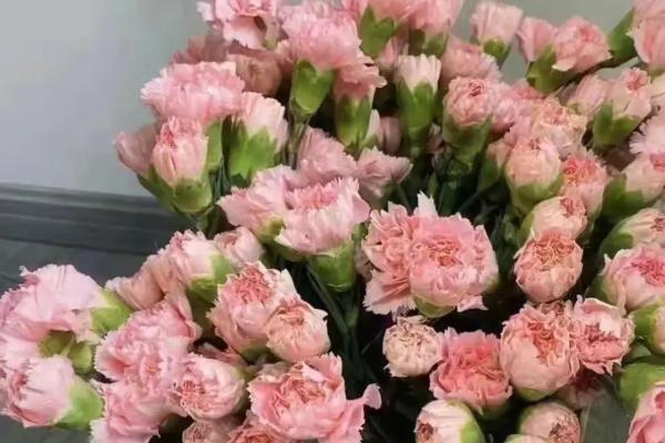 康乃馨的养殖注意事项，可以选择砂质土壤种植