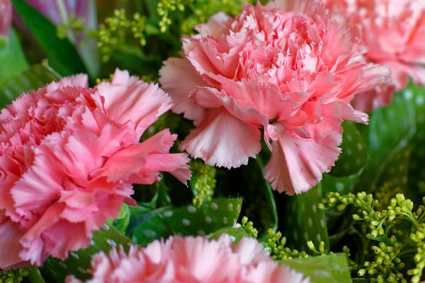 康乃馨的养殖注意事项，可以选择砂质土壤种植