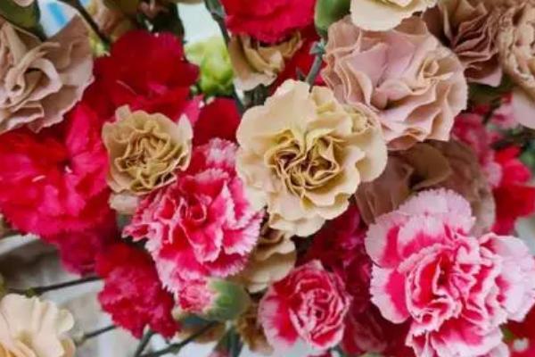 康乃馨的养殖注意事项，可以选择砂质土壤种植