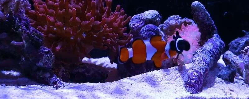 饲喂小丑鱼的频率
