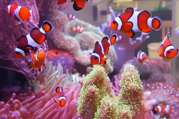 饲喂小丑鱼的频率，幼鱼期每天可饲喂3次