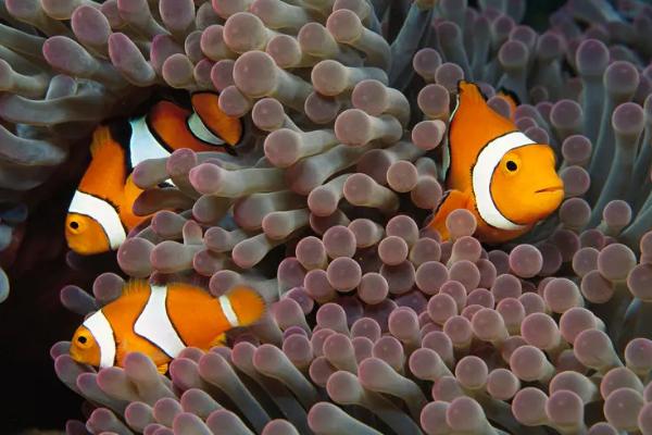 饲喂小丑鱼的频率，幼鱼期每天可饲喂3次