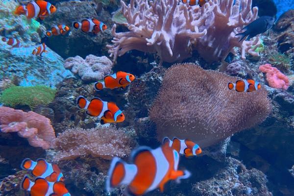 饲喂小丑鱼的频率，幼鱼期每天可饲喂3次