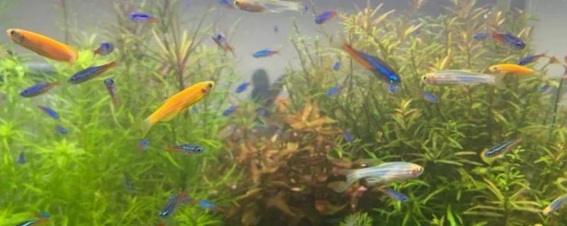 斑马鱼何时产卵