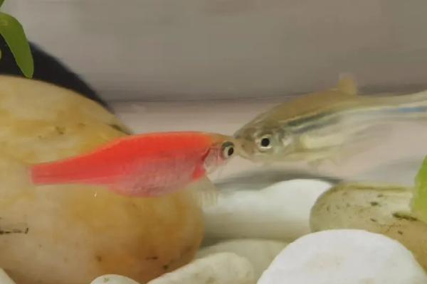 斑马鱼何时产卵,生长4个月左右即可交配产卵