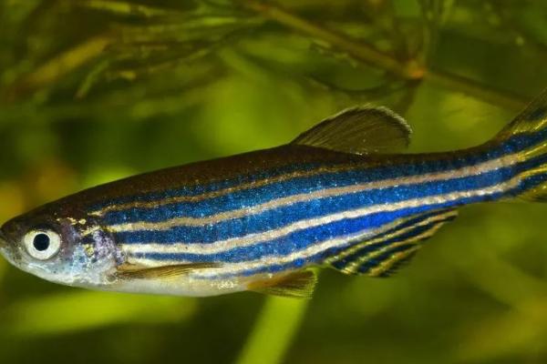 斑马鱼何时产卵,生长4个月左右即可交配产卵