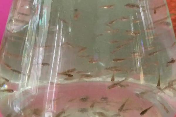 斑马鱼何时产卵,生长4个月左右即可交配产卵