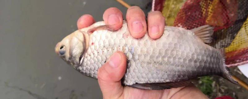 冬季钓鲫鱼需要调漂吗